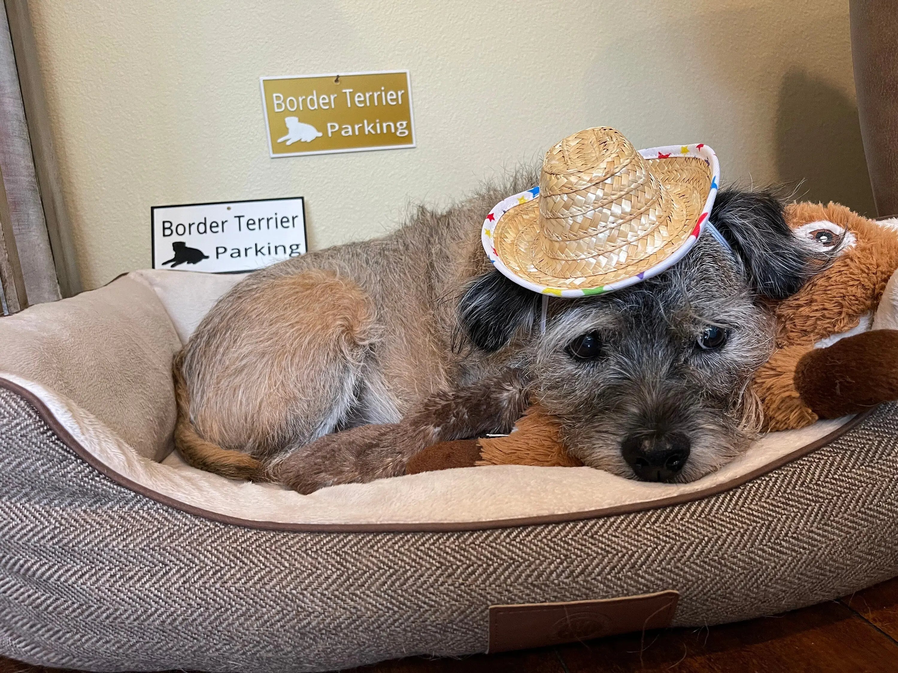 Border Terrier Parking Sign, 3D Printed Dog Lover Gift Hot Fabs LLC